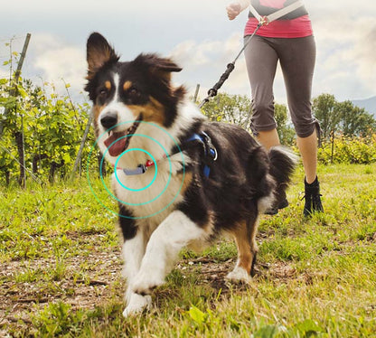 Beidou GPS Pet Collar